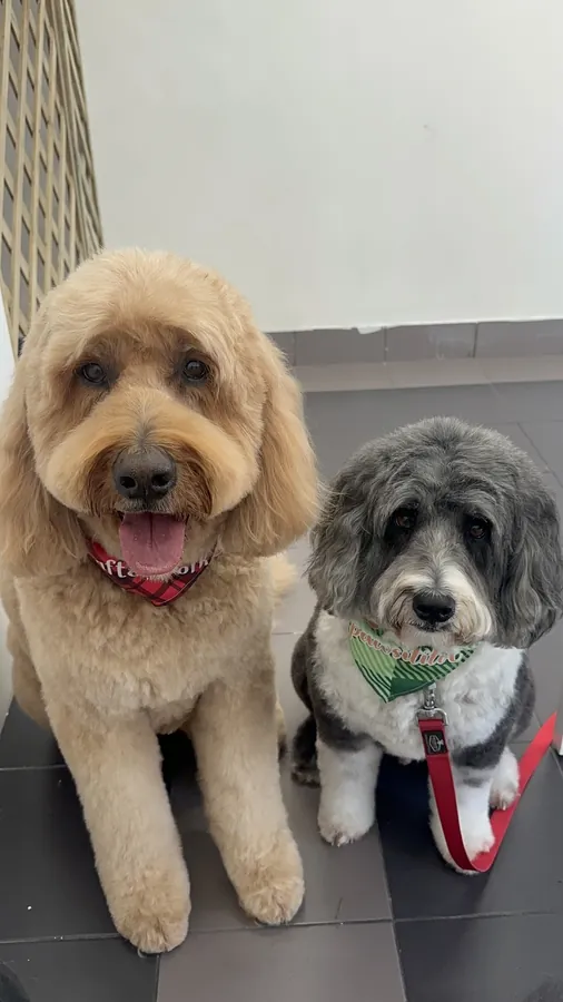 A freshly groomed apricot Groodle and a grey and white oodle in the salon