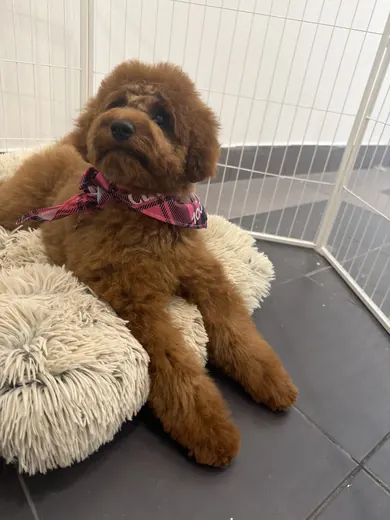 A chocolate-brown oodle with a fresh groom relaxing on a fluffy bed