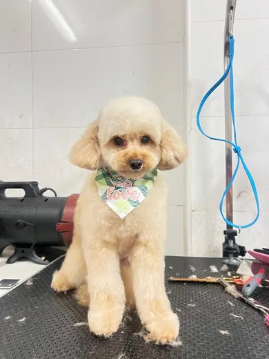 A small cream dog with a neat teddy bear trim on the grooming table
