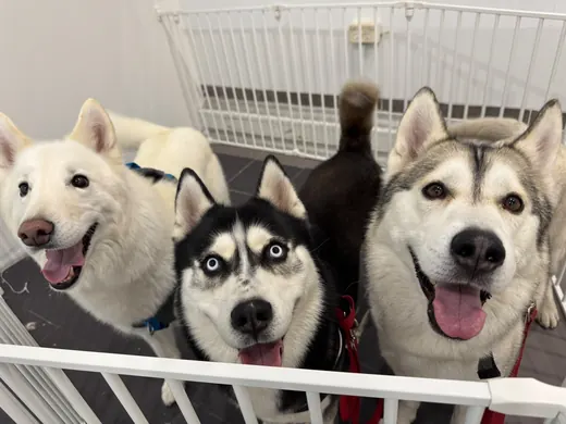 Three happy arctic-breed dogs at the salon