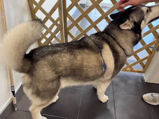 A grey and white husky standing in the salon after a groom