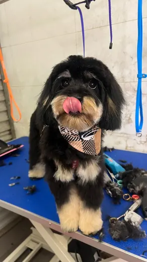 A fluffy black and tan dog after a groom on the grooming table