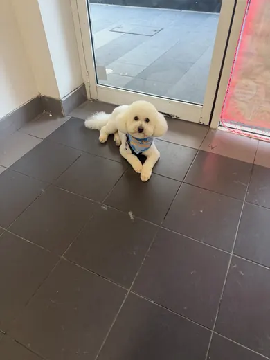 A small white fluffy dog relaxing on the salon floor after a groom