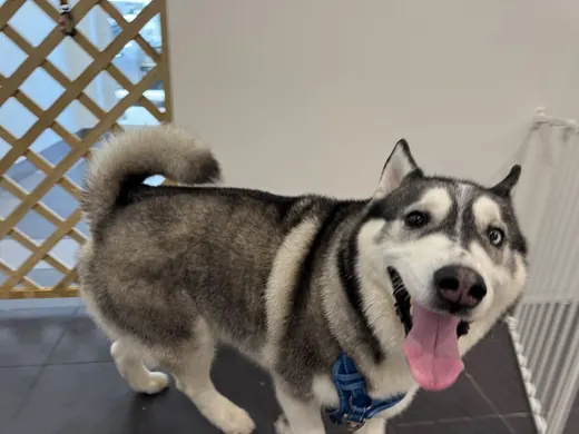 A smiling husky in the Prestige Grooming Centre salon