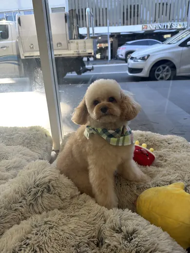 A freshly groomed apricot dog sitting on a fluffy rug in the salon