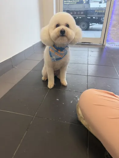 A fluffy cream dog with a round teddy bear cut sitting in the salon