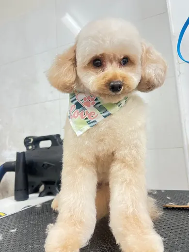 Close-up of a fluffy cream dog with a fresh teddy bear trim and bandana