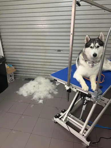 A husky on the grooming table next to a big pile of brushed-out undercoat
