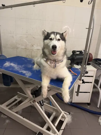 A husky on the grooming table during a de-shed, with loose undercoat on the floor