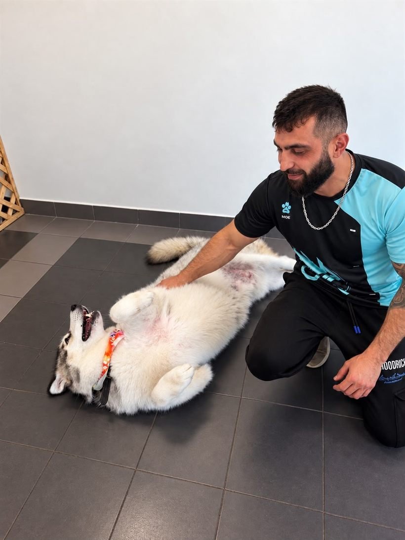 Moe from Prestige Grooming Centre with a happy husky rolling on the salon floor